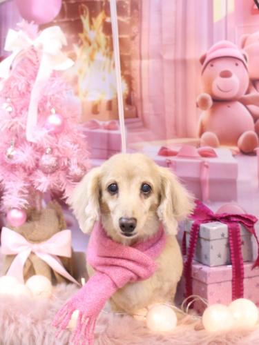 20241228グラちゃん